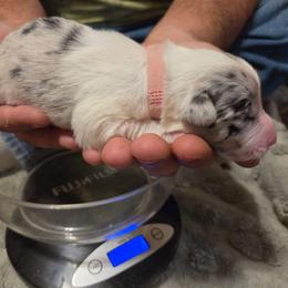 Girl 4 Light Pink - Slate merle female Border Collie puppy in Bradley, South Carolina from DiCola Farm