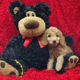 Goldendoodle Puppies from Ming’s Dynasty Doodles