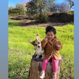 Pembroke Welsh Corgi Puppies from CB Corgis