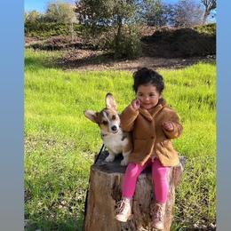 Pembroke Welsh Corgi Puppies from CB Corgis