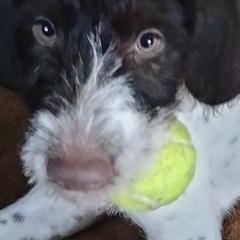 German Wirehaired Pointers from Jagged Edge German Wirehaired Versatility Dogs
