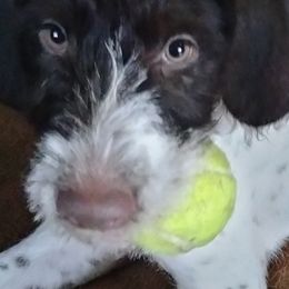 German Wirehaired Pointers from Jagged Edge German Wirehaired Versatility Dogs