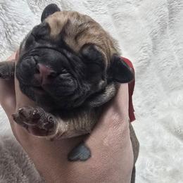 Red Collar - Fawn female Cane Corso puppy in Granbury, Texas from La Muerte Corso Kennel