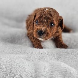Scarlett - Red female Maltipoo puppy in Tuscola, Illinois from Dream on puppies