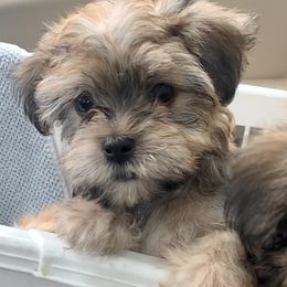 Havanese Puppies from Golden Glen Havanese