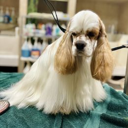 Cocker Spaniels from Nautilus Cockers