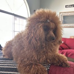 Diesel - Poodle