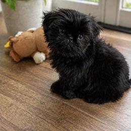 Shih Tzu Puppies from Shih Tzu Lovins