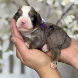 Ellie - Tri-color female Bernedoodle puppy in Yuciapa, California from AlltheDoodlez_