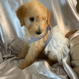 Goldendoodle, Poodle, and Sheepadoodle Puppies from Rising Star Kennels