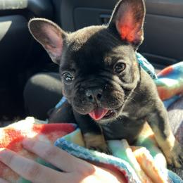 French Bulldog Puppies from Stratton Kennel