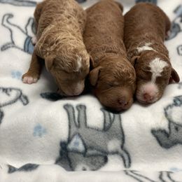 Poodle puppies from Bells Poodles