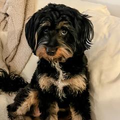 Aussiedoodles, Australian Mountain Doodles, Bernedoodles, and Poodles from Steindoodles