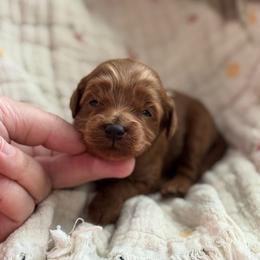 Buzz - Red  male Goldendoodle puppy in Wharton, Texas from Little Fur Friends