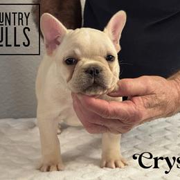 Crystal(2800 AKC limited pet) - Cream female French Bulldog puppy in Pleasant Hope, Missouri from Ooh La La Doxies