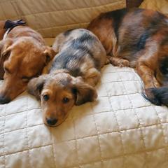 Dachshunds from Laxen's Dachshunds of Minnesota