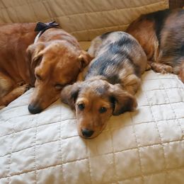 Dachshunds from Laxen's Dachshunds of Minnesota