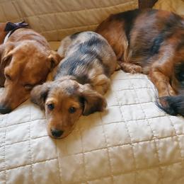 Dachshunds from Laxen's Dachshunds of Minnesota