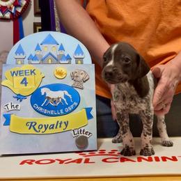 Prince Charming - Liver and white male German Shorthaired Pointer puppy in North Branch, Minnesota from Chrishelle Farm