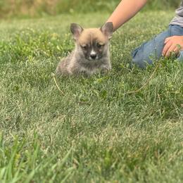 Rye - Sable male Pembroke Welsh Corgi puppy in Hand County, South Dakota from Hills End Corgis