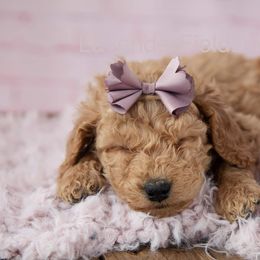 Goldendoodles from Lavender Field Doodles