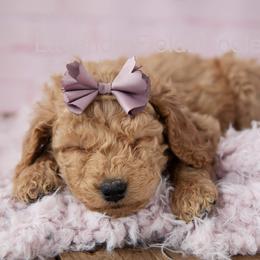 Goldendoodles from Lavender Field Doodles