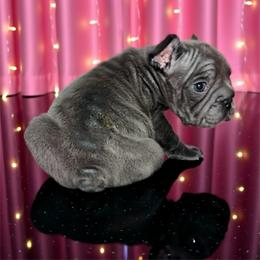 Lilo - Blue female French Bulldog puppy in Amarillo, Texas from Bomb City Bulldogs