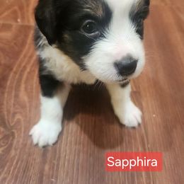 Sapphira - Black & white female Miniature American Shepherd puppy in Longview, Washington from Rainy Rivers Farms