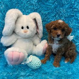 Rosie - Blenheim female Cavapoo puppy in Taft, Tennessee from Knight Pups