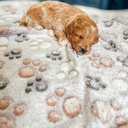 Tiny Toy Kai - White and apricot male Bichon Frise puppy in Altamonte Springs, Florida from The Perks of Pups