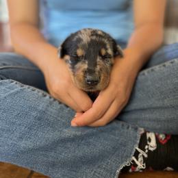 Beauceron and Doberman Pinscher Puppies from Elitehaus