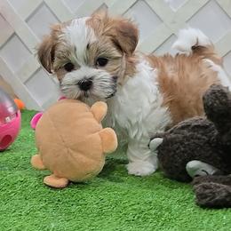 Dino - Brindle and white male Mal-Shi puppy in Aurora, Missouri from KnJ Precious Paws LLC