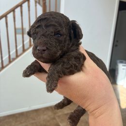 AKC Cafe au lait boy - Cafe au lait male Poodle puppy in Maricopa, Arizona from La Petite poodle