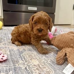 Catalina - Red female Cockapoo puppy in Beresford, South Dakota from DAKOTA DOOD RANCH