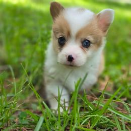 Mirabel - Sable merle and white female American Corgi puppy in Tallahassee, Florida from Koko's Korgis