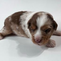 Gage - Red merle male Miniature Australian Shepherd puppy in Luling, Texas from Little Wood Toy and Mini Aussies