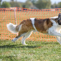 Saint Bernard All Grown Up from Metal Saints