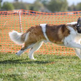 Saint Bernard All Grown Up from Metal Saints