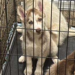 Girl 1 - Red and white female Siberian Husky puppy in Laneville, Texas from ETX Huskies