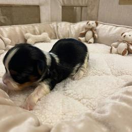 Yorkipoo and Yorkshire Terrier Puppies from OK Puppies LLC