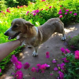 Petals - Pembroke Welsh Corgi