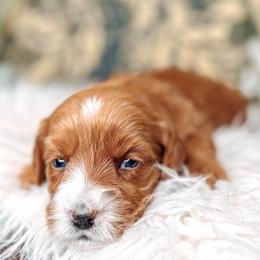 Green Collar - Lady Eloise - Caramel female Australian Labradoodle puppy in Decatur, Alabama from Southern Meadows Doodles