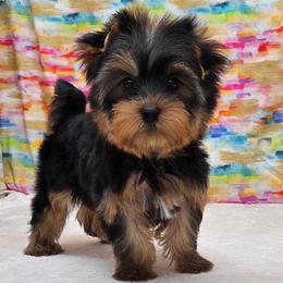 Bentley - Blue and gold male Yorkshire Terrier puppy in Monticello, Iowa from Ashley’s Puppies