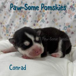 Boy 2 - Black and white male Pomsky puppy in Krum, Texas from Paw-Some Pomskies
