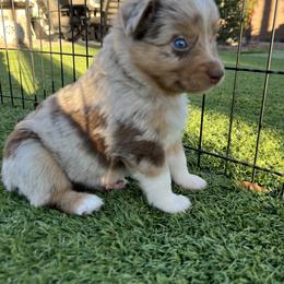 Miniature Australian Shepherd Puppies from B my Sunshines Mini Aussies
