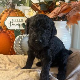 Star-Girl 4 - Black female Poodle puppy in Calimesa, California from Teakwood Poodles of SoCal