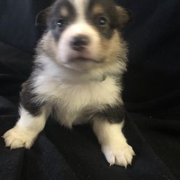 Boy 2 - Pembroke Welsh Corgi puppy in Waynesboro, Virginia from River Ridge Corgis