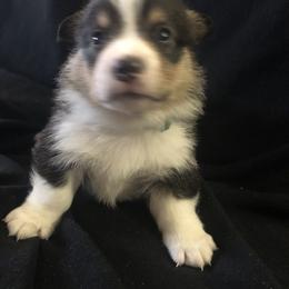 Boy 2 - Pembroke Welsh Corgi puppy in Waynesboro, Virginia from River Ridge Corgis