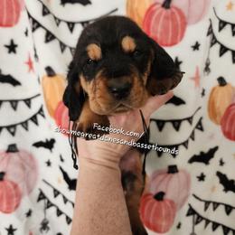 Dorothy - Black tan and white female Basset Hound puppy in Alton, Illinois from Show Me Great Danes and Basset Hounds