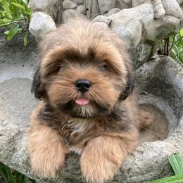 KB2 FLORIDA LHASA APSO AKC MULTI CHAMPION ANCESTRY - Red male Lhasa Apso puppy in Bell, Florida from Maryann & Kandis